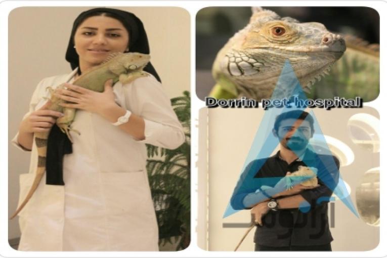 بیمارستان دامپزشکی و پت شاپ شبانه روزی درین