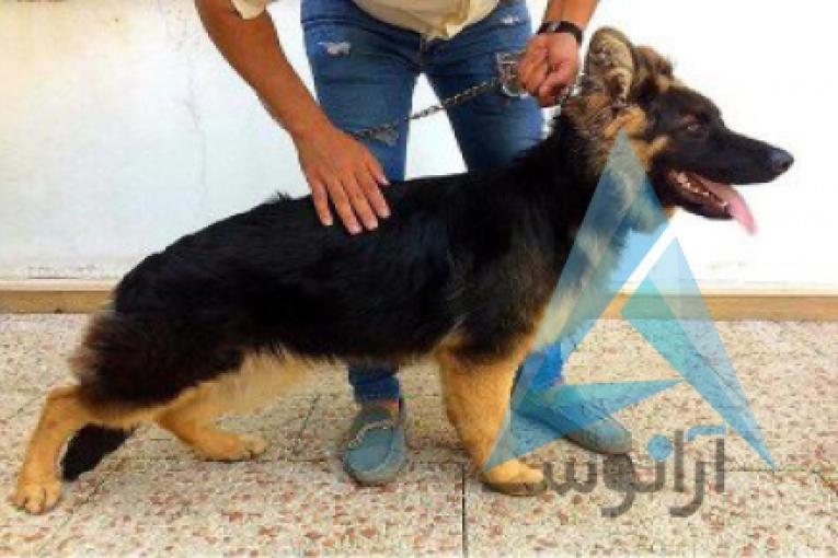 فروش سگ نگهبان