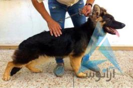 فروش سگ نگهبان