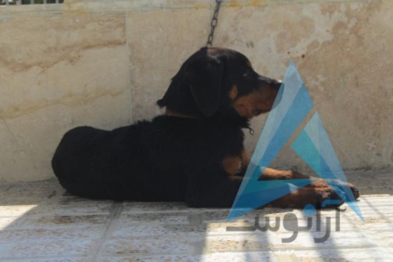 فروش سگ رتوایلر اصیل