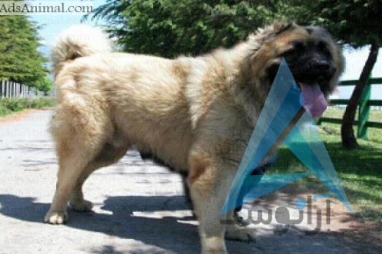 سگ قفقازی کوکیژین