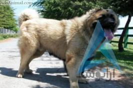 سگ قفقازی کوکیژین