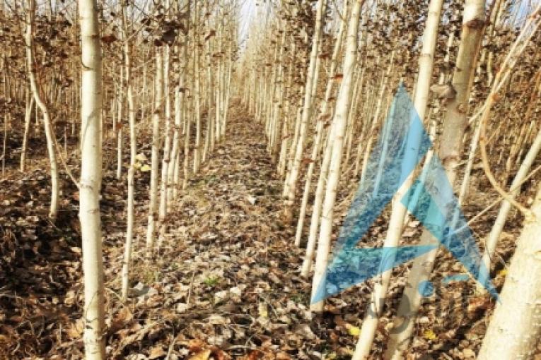 فروش صنوبر تبریزی وکبوده بن دار عمده و خرده با بهتریت کیفیت و نازلترین قیمت