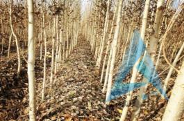 فروش صنوبر تبریزی وکبوده بن دار عمده و خرده با بهتریت کیفیت و نازلترین قیمت