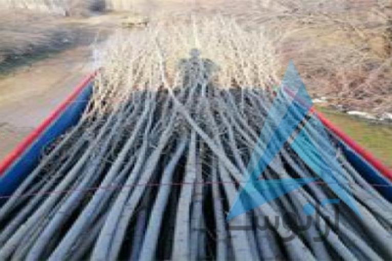 فروش صنوبر تبریزی وکبوده بن دار عمده و خرده با بهتریت کیفیت و نازلترین قیمت