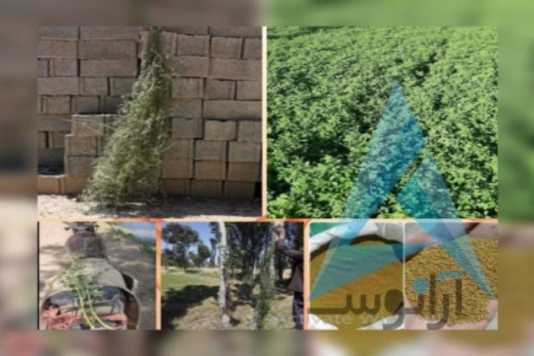 بذر یونجه با تناژ 7تن یونجه در هکتار