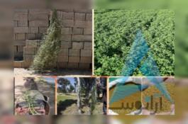 بذر یونجه با تناژ 7تن یونجه در هکتار