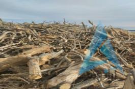 خرید انواع چوب باغات