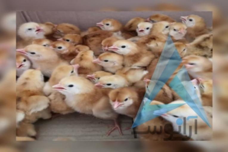 فروش جوجه یکروزه محلی گلپایگانی و جوجه یکروزه جهادی