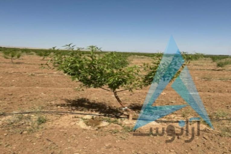 فروش باغات چهارهزارمتری مجتمع باغچه ای مزرعه بادام چسکین