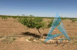 فروش باغات چهارهزارمتری مجتمع باغچه ای مزرعه بادام چسکین